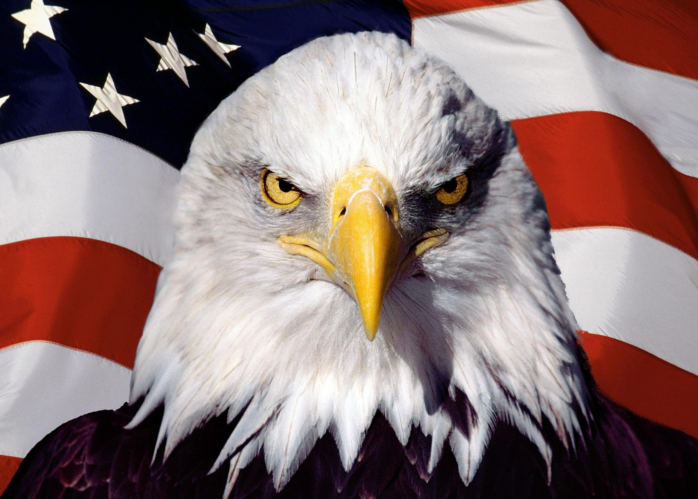 High Quality American Bald Eagle & Flag Blank Meme Template