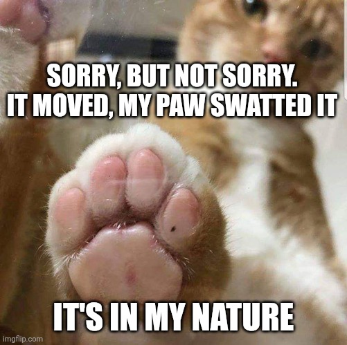 Cat paws | SORRY, BUT NOT SORRY. IT MOVED, MY PAW SWATTED IT; IT'S IN MY NATURE | image tagged in cat paws | made w/ Imgflip meme maker