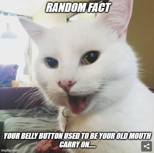 Smudge | RANDOM FACT; YOUR BELLY BUTTON USED TO BE YOUR OLD MOUTH 
CARRY ON..... | image tagged in smudge | made w/ Imgflip meme maker