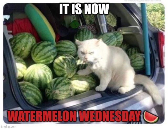Watermelon Wednesday | IT IS NOW; WATERMELON WEDNESDAY 🍉 | image tagged in watermelon,wednesday | made w/ Imgflip meme maker