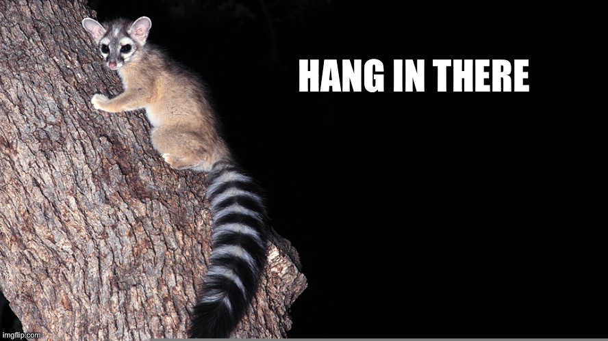 Hang in there ( Ringtail Cat ) | HANG IN THERE | image tagged in hang in there,cute animals,animal meme,funny animal meme,animal memes,cute | made w/ Imgflip meme maker