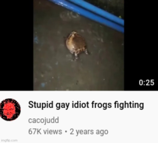 Stupid gay idiot frogs fighting | image tagged in stupid gay idiot frogs fighting | made w/ Imgflip meme maker