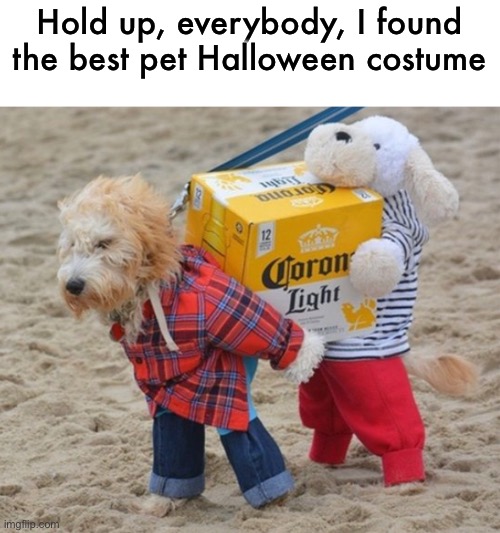 y’all can stop looking, I found it | Hold up, everybody, I found the best pet Halloween costume | image tagged in funny,meme,halloween,pet costume | made w/ Imgflip meme maker