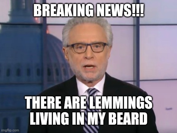 Wolf Blitzer | BREAKING NEWS!!! THERE ARE LEMMINGS LIVING IN MY BEARD | image tagged in wolf blitzer | made w/ Imgflip meme maker