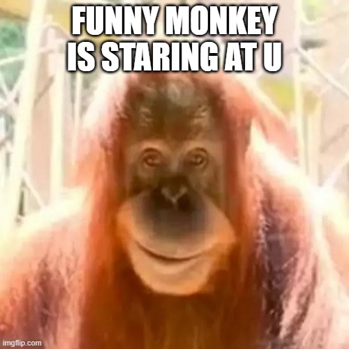 funky momneky | FUNNY MONKEY IS STARING AT U | made w/ Imgflip meme maker