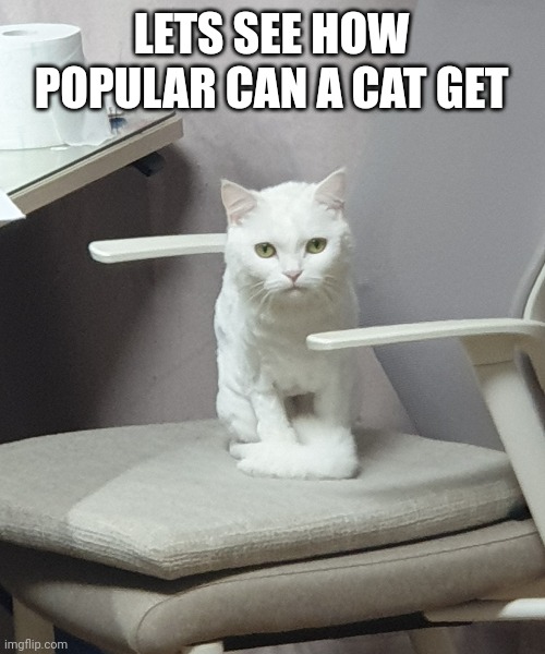 Meow | LETS SEE HOW POPULAR CAN A CAT GET | image tagged in white background,cats | made w/ Imgflip meme maker