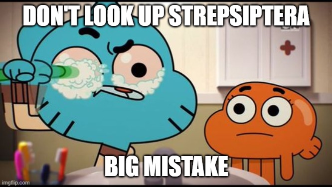 . | DON'T LOOK UP STREPSIPTERA; BIG MISTAKE | image tagged in gumball washing his eye | made w/ Imgflip meme maker