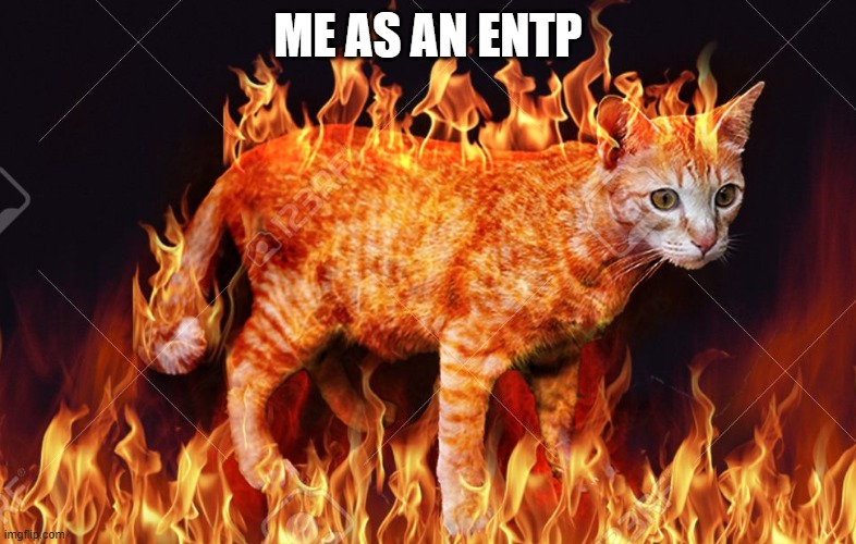 flame cat | ME AS AN ENTP | image tagged in flame cat | made w/ Imgflip meme maker