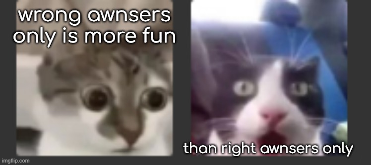 btw who's cats are those? (wrong awnsers only) | wrong awnsers only is more fun; than right awnsers only | made w/ Imgflip meme maker