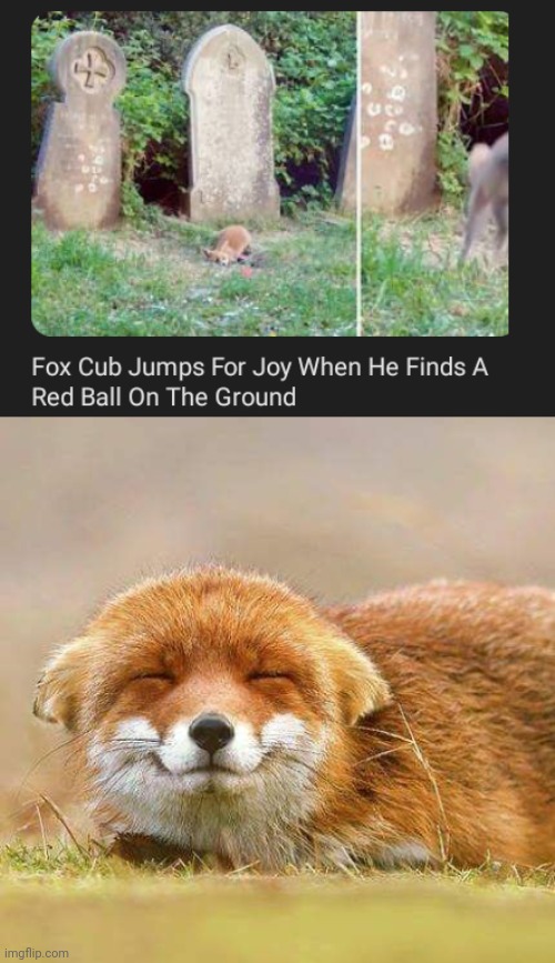 Red ball | image tagged in happy fox,red,ball,fox,memes,foxes | made w/ Imgflip meme maker
