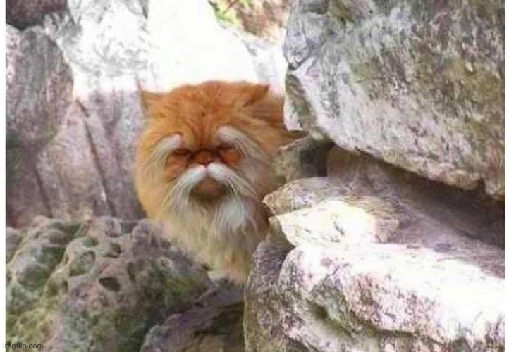 Kung Fu cat | image tagged in kung fu cat,cat,comment section,comments,comment,kung fu | made w/ Imgflip meme maker