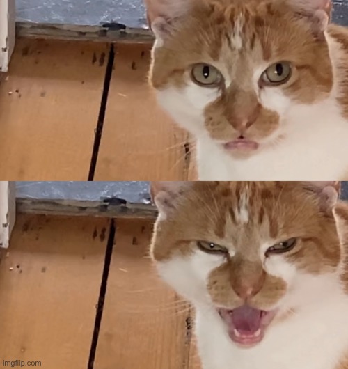 High Quality Reaction Cat Blank Meme Template
