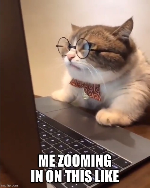 research cat | ME ZOOMING IN ON THIS LIKE | image tagged in research cat | made w/ Imgflip meme maker