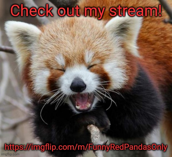 Real | Check out my stream! https://imgflip.com/m/FunnyRedPandasOnly | image tagged in red panda | made w/ Imgflip meme maker