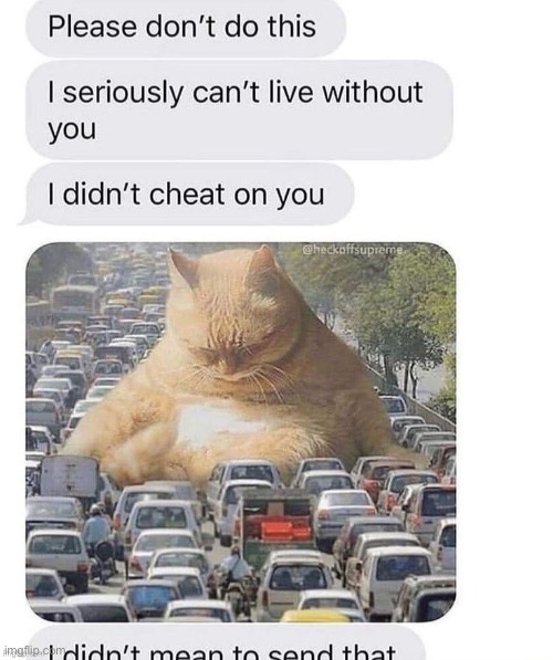 Cat | image tagged in i didnt mean to send that | made w/ Imgflip meme maker