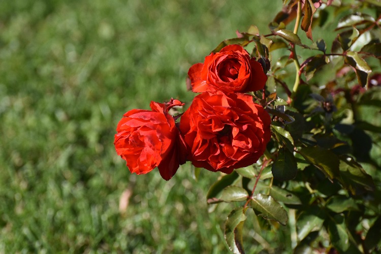 Red roses Blank Meme Template