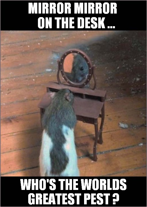 Proud To Be A Rat ! | MIRROR MIRROR 
  ON THE DESK ... WHO'S THE WORLDS GREATEST PEST ? | image tagged in fun,rat,mirror mirror,pests | made w/ Imgflip meme maker