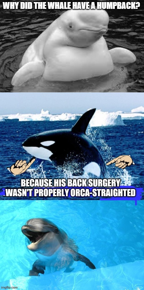 The outlaw Jokey Whales | BECAUSE HIS BACK SURGERY WASN'T PROPERLY ORCA-STRAIGHTED | image tagged in whales,dolphin,i did this on porpoise | made w/ Imgflip meme maker