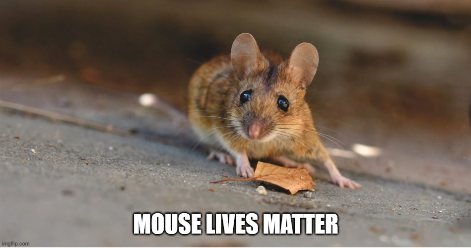 MOUSE LIVES MATTER | made w/ Imgflip meme maker