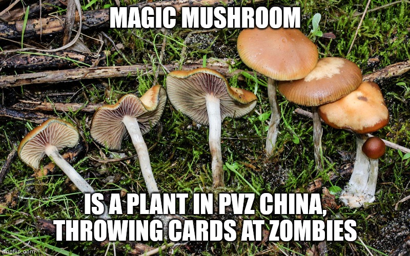 I tried to download an image, but it just couldn't work... | MAGIC MUSHROOM; IS A PLANT IN PVZ CHINA, THROWING CARDS AT ZOMBIES | image tagged in magic mushrooms,pvz,pvz china,memes,pvz chinese | made w/ Imgflip meme maker