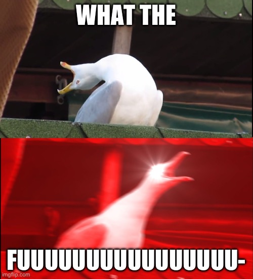 Screaming bird | WHAT THE FUUUUUUUUUUUUUUUU- | image tagged in screaming bird | made w/ Imgflip meme maker