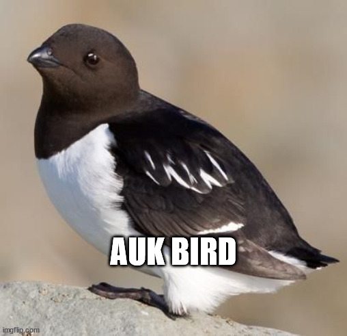 Auk Bird | AUK BIRD | image tagged in awkward,bird,birb | made w/ Imgflip meme maker