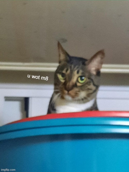 u wot m8 | image tagged in excuse me | made w/ Imgflip meme maker