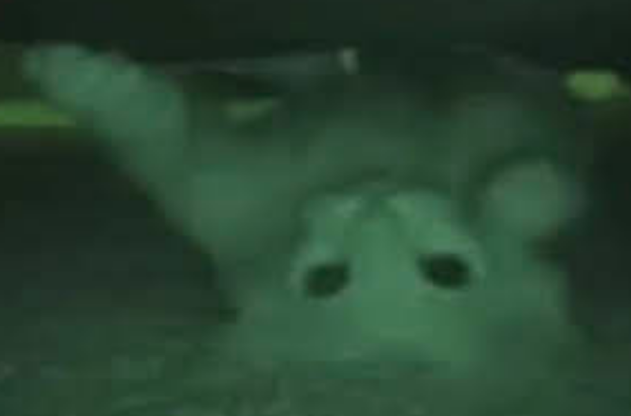 kitti :3 Blank Meme Template