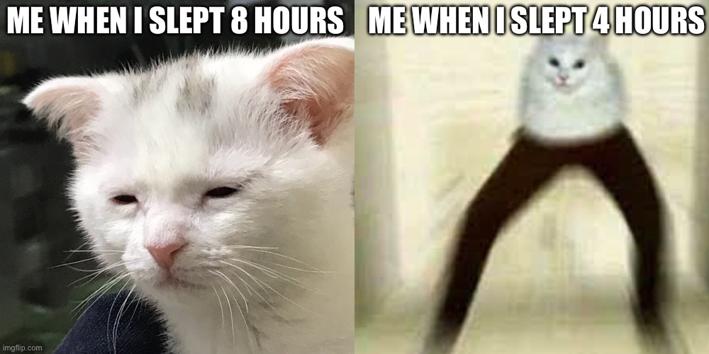 Sleep | ME WHEN I SLEPT 8 HOURS; ME WHEN I SLEPT 4 HOURS | image tagged in cat | made w/ Imgflip meme maker