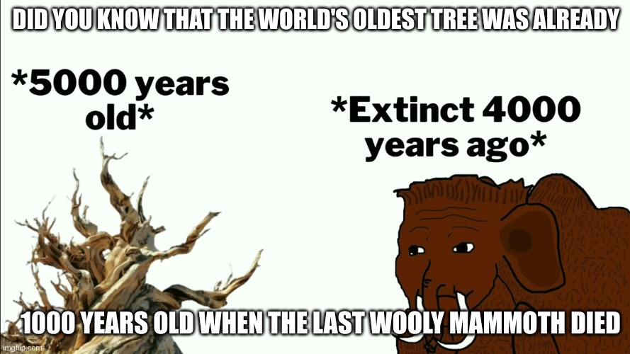 WHAT????? | DID YOU KNOW THAT THE WORLD'S OLDEST TREE WAS ALREADY; 1000 YEARS OLD WHEN THE LAST WOOLY MAMMOTH DIED | image tagged in old,prehistoricmemes,woollymammoth,arborday,trees,greenmemes | made w/ Imgflip meme maker