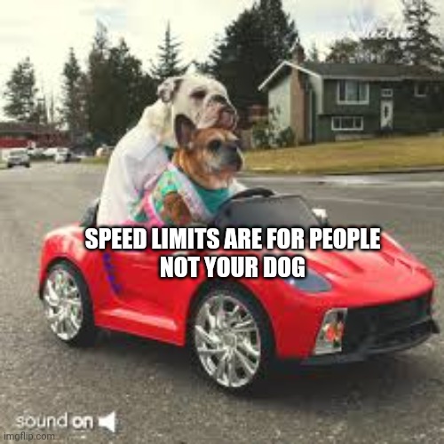 ff football image | SPEED LIMITS ARE FOR PEOPLE
NOT YOUR DOG | image tagged in dogs | made w/ Imgflip meme maker