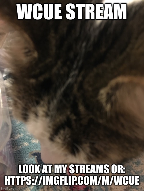 YES THIS IS MY CATS HEAD. DONT ASK. IDEK. | WCUE STREAM; LOOK AT MY STREAMS OR: HTTPS://IMGFLIP.COM/M/WCUE | image tagged in wcue,warrior cats | made w/ Imgflip meme maker