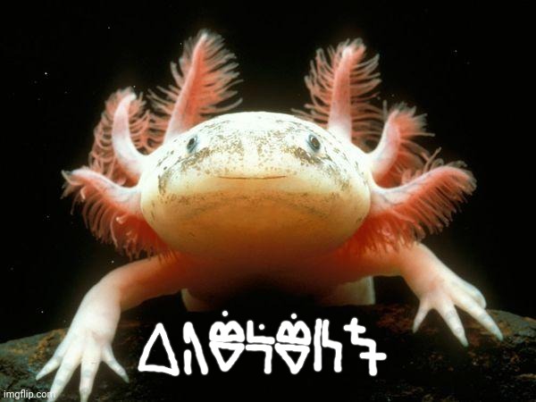 aʃolotɬ | image tagged in mexican axolotl,pixtu,nahuatl | made w/ Imgflip meme maker