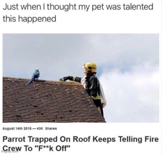 Birb | image tagged in funny memes,funny,memes | made w/ Imgflip meme maker