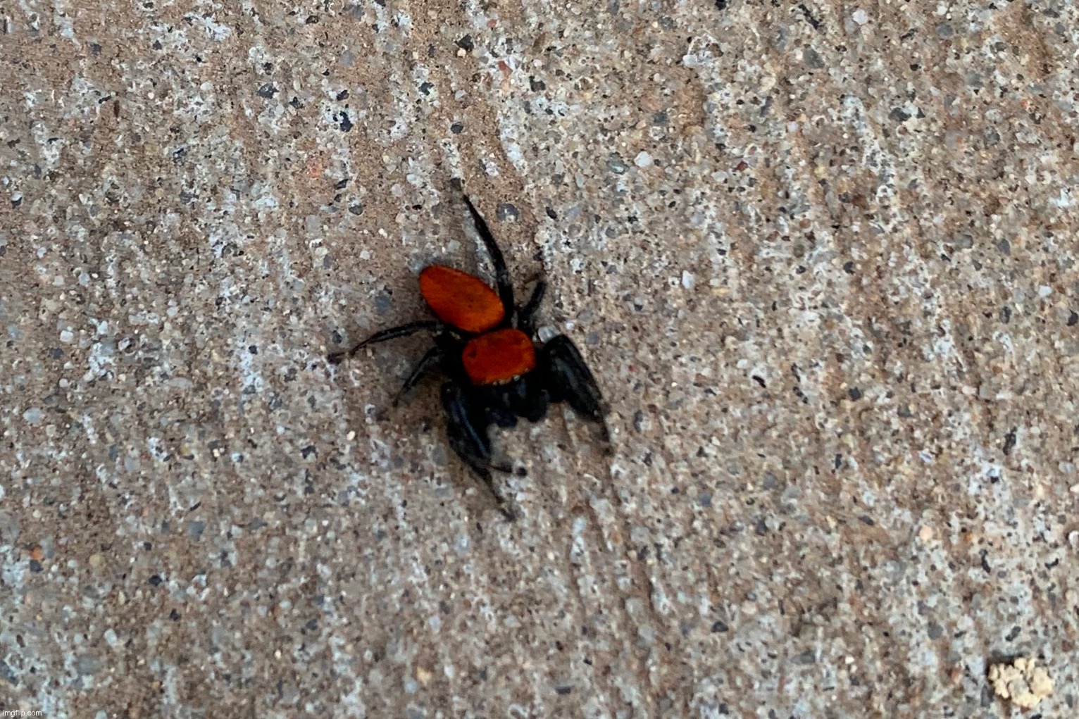 Velvet ant mimicking jumping spider | made w/ Imgflip meme maker