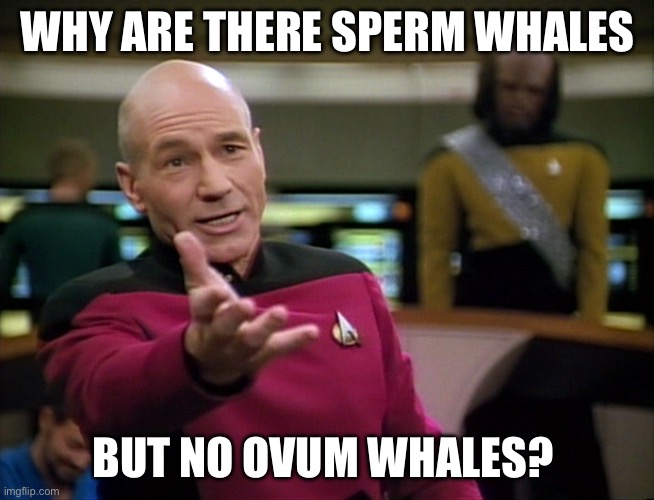 Whale sexism | WHY ARE THERE SPERM WHALES; BUT NO OVUM WHALES? | image tagged in captain picard wtf | made w/ Imgflip meme maker