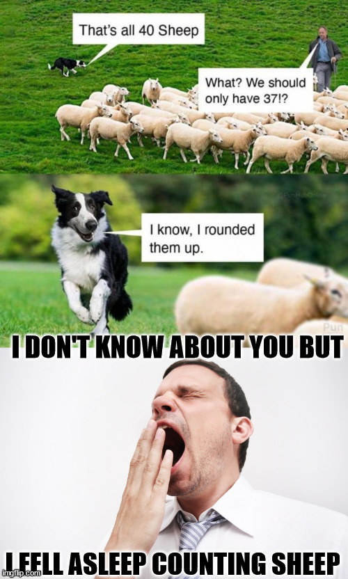 I fell asleep counting sheep | I DON'T KNOW ABOUT YOU BUT; I FELL ASLEEP COUNTING SHEEP | image tagged in yawn,eye roll,counting,sheep | made w/ Imgflip meme maker