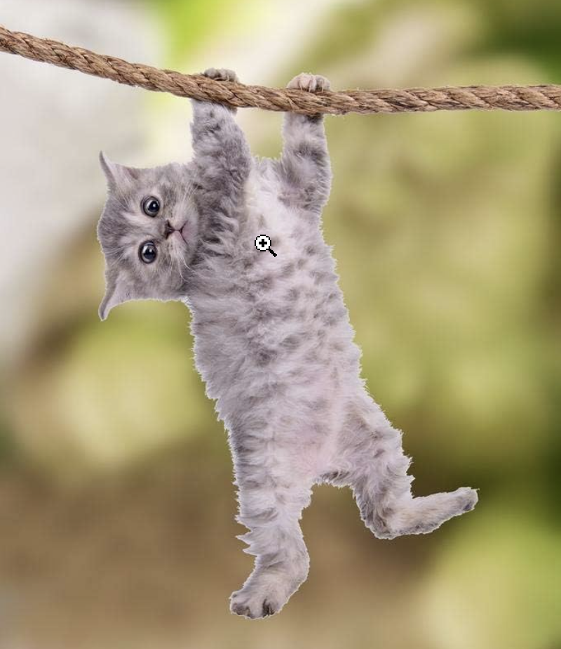 Hanging cat Blank Meme Template