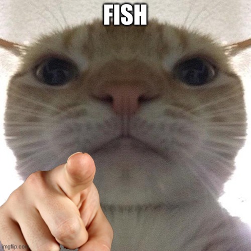 Cat point at you | FISH | image tagged in cat point at you | made w/ Imgflip meme maker