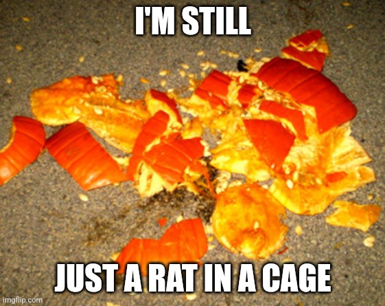 Smashed pumpkin | I'M STILL JUST A RAT IN A CAGE | image tagged in smashed pumpkin | made w/ Imgflip meme maker