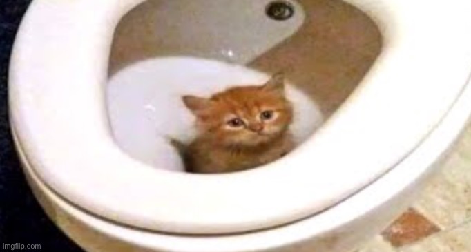 Toilet cat Blank Meme Template