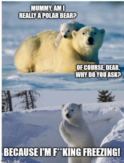 A confused polar bear | image tagged in blank white template,polar bear,freezing cold | made w/ Imgflip meme maker