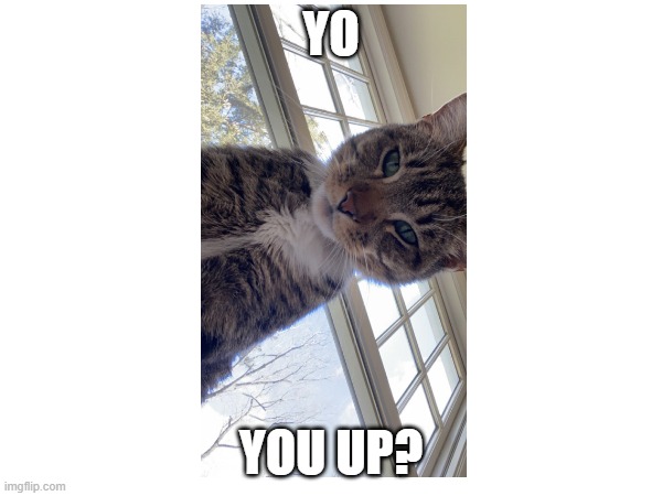 cat rizz | YO; YOU UP? | image tagged in rizz | made w/ Imgflip meme maker