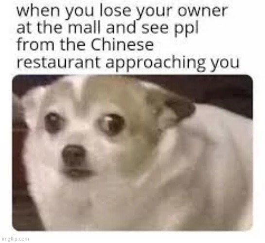 come here boi | image tagged in memes,funny memes,dog,china | made w/ Imgflip meme maker