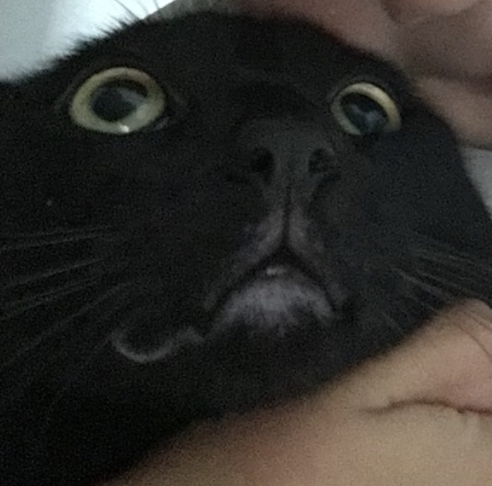 High Quality Scared cat Blank Meme Template