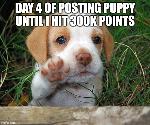 Day 4 | DAY 4 OF POSTING PUPPY UNTIL I HIT 300K POINTS | image tagged in dog puppy bye,puppy | made w/ Imgflip meme maker