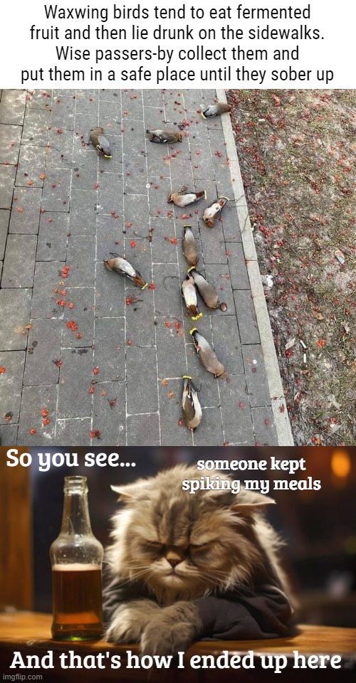 Waxwing birds tend to eat fermented fruit and then lie drunk on the sidewalks.
Wise passers-by collect them and put them in a safe place until they sober up; So you see... someone kept spiking my meals; And that's how I ended up here | image tagged in funny,animals | made w/ Imgflip meme maker