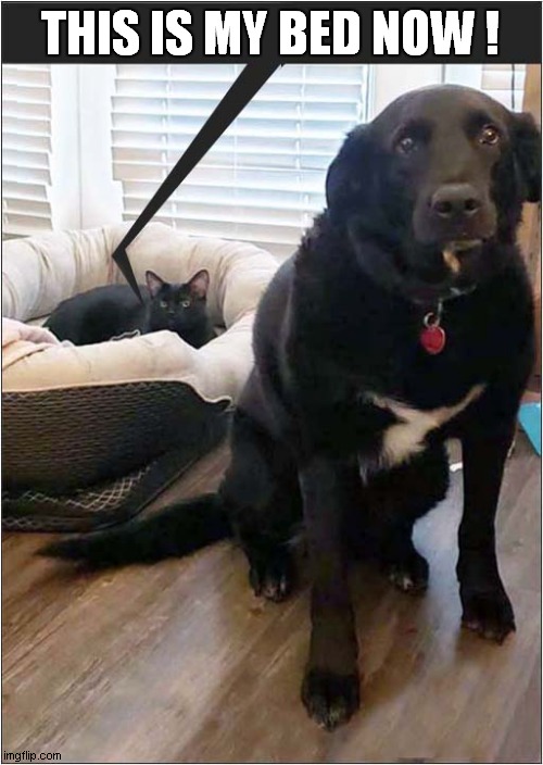 Cat Evicts Dog From Bed ! | THIS IS MY BED NOW ! | image tagged in cats,dog,bed,eviction | made w/ Imgflip meme maker