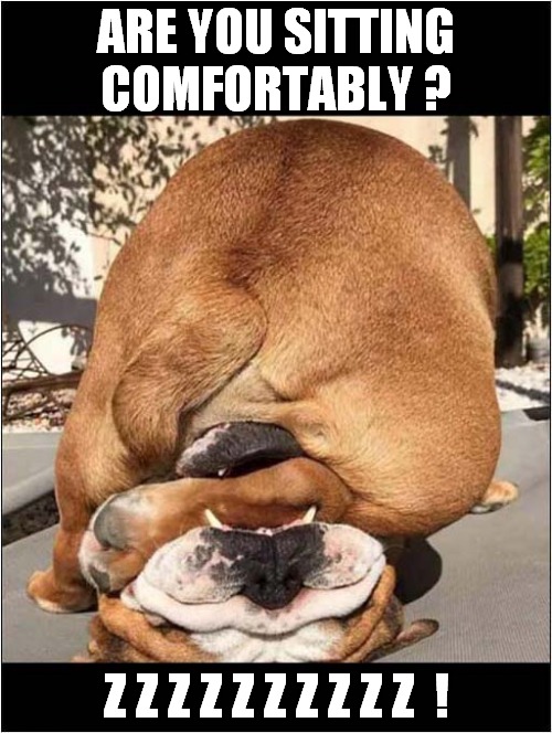 An Odd Position ! | ARE YOU SITTING COMFORTABLY ? Z Z Z Z Z Z Z Z Z Z  ! | image tagged in dogs,sleeping,snoring | made w/ Imgflip meme maker