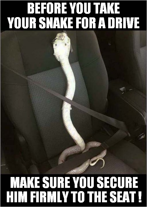 Safety First ! | BEFORE YOU TAKE YOUR SNAKE FOR A DRIVE; MAKE SURE YOU SECURE HIM FIRMLY TO THE SEAT ! | image tagged in snake,seat belt,safety belt,safety first | made w/ Imgflip meme maker